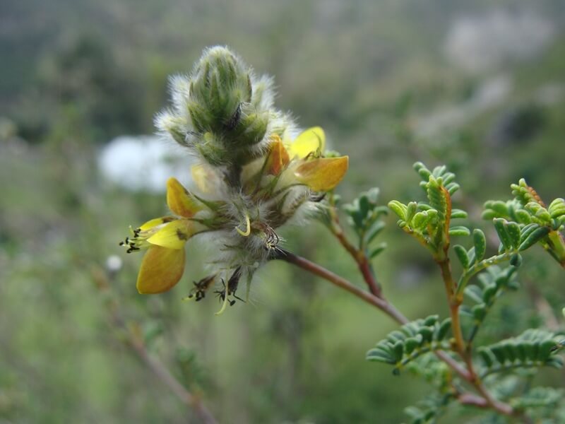 Dalea lutea